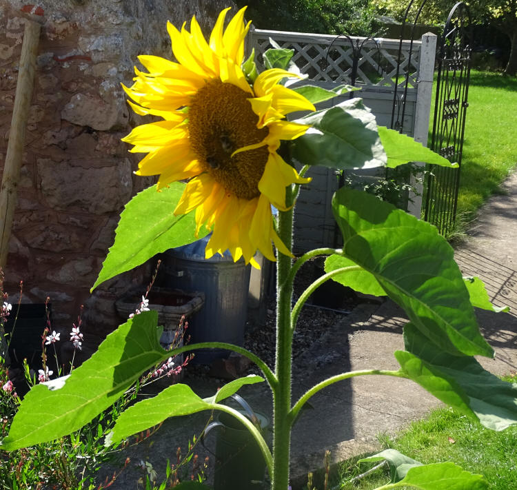 Sunflower Iain Fisher